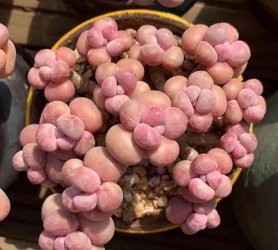 桃蛋的养殖方法和注意事项，轻松上手，避免常见问题