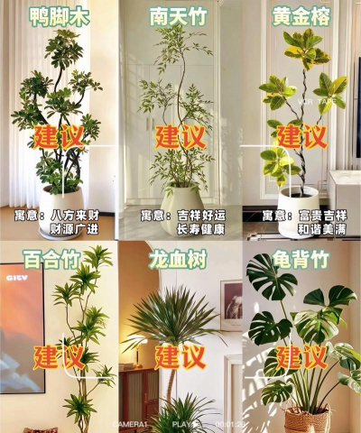 客厅花卉，提升居家氛围，选择养护要点