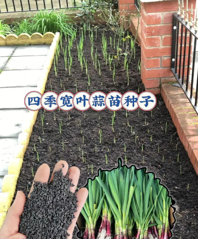 红头香蒜苗种子怎么种植