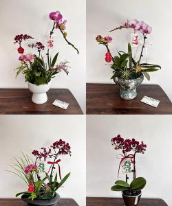 绿植花卉批发，货源怎么找，价格怎么谈