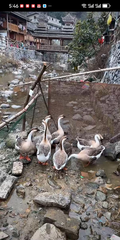 绿植花卉批发，货源怎么找，价格怎么谈