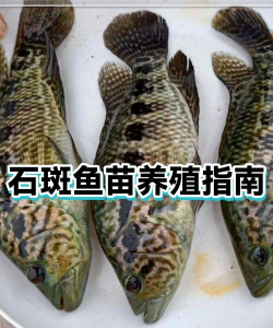 淡水养殖对虾，掌握关键技巧，实现稳定收益