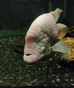 小众送妈妈的花有哪些花