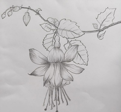 淡水养殖对虾，掌握关键技巧，实现稳定收益