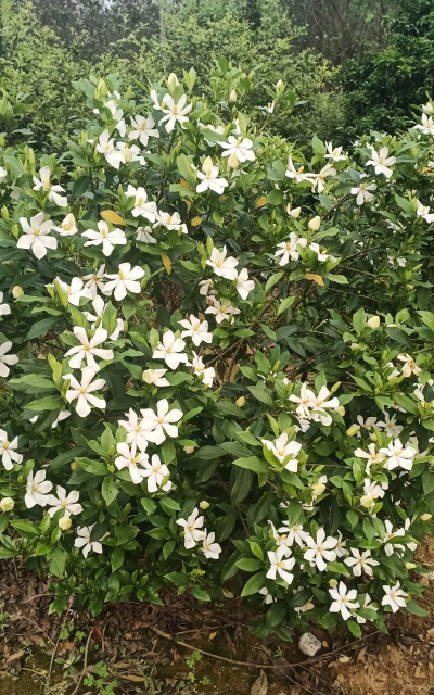 小众送妈妈的花有哪些花