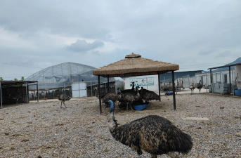 养殖致富新项目，选择方向多，收益潜力大