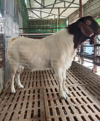 波尔山羊养殖技术，掌握关键要点，提升养殖效益