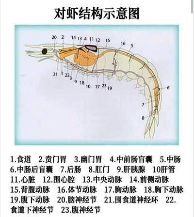 绿植花卉批发，货源怎么找，价格怎么谈