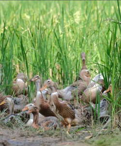 小众送妈妈的花有哪些花
