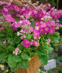 绿植花卉批发，货源怎么找，价格怎么谈