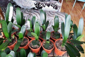 绿植花卉批发，货源怎么找，价格怎么谈