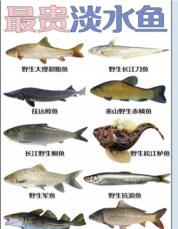 淡水鱼养殖价值高的鱼，选对品种，效益翻倍