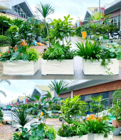 花卉出租，省心省力，美化环境好帮手