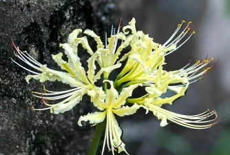 小众送妈妈的花有哪些花