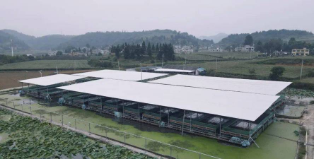 六月雪的养殖方法和注意事项，轻松上手，花开满枝