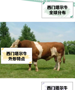 纯净水可以养花吗，了解水质影响，掌握正确方法