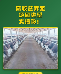 养殖致富好项目，选择方向很重要，收益稳定是核心