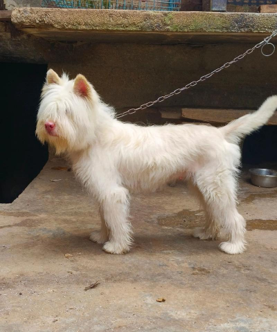 下司犬养殖基地，挑选靠谱基地，注意这些细节