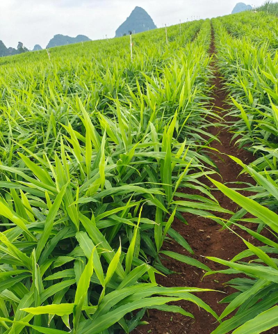 生姜种植基地