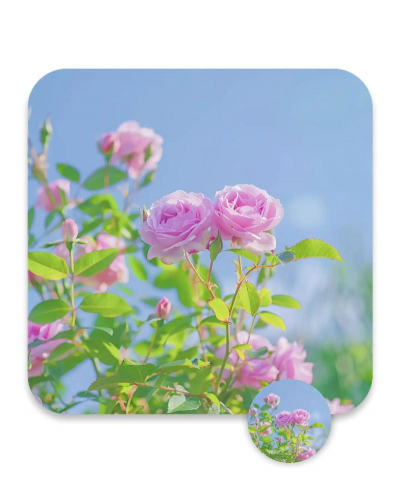 养殖致富新项目，选择方向多，收益潜力大