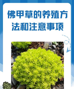 养殖致富新项目，选择方向多，收益潜力大