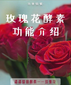 酵素养花，新手入门指南，轻松掌握技巧