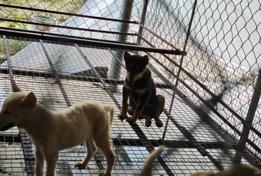 中华田园犬养殖基地，挑选靠谱场所，关注健康保障