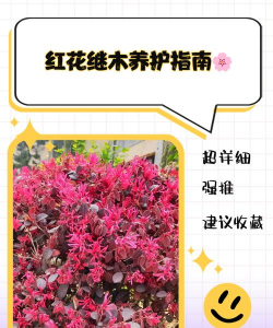 卧室花卉，改善睡眠质量，提升生活幸福感