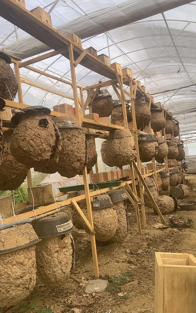 绿植花卉批发，货源怎么找，价格怎么谈