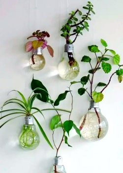 绿植花卉批发，货源怎么找，价格怎么谈