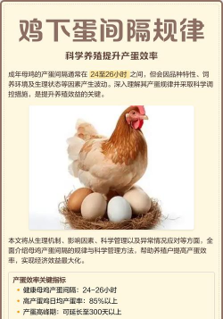 母鸡养殖场，科学管理方法，提升产蛋效率