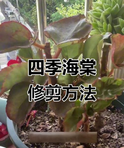 四季海棠怎么修剪