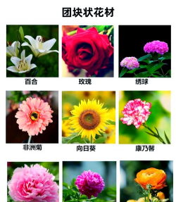 沭阳花卉,品种多样,价格实惠,选购指南 沭阳花卉,品种多样,价格实惠,选购指南