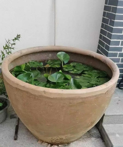 养花的缸,挑选有讲究,摆放有门道 养花的缸,挑选有讲究,摆放有门道