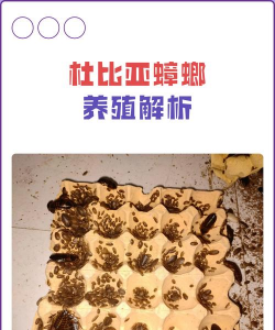 纯净水可以养花吗，了解水质影响，掌握正确方法