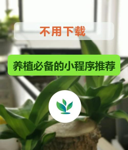 纯净水可以养花吗，了解水质影响，掌握正确方法