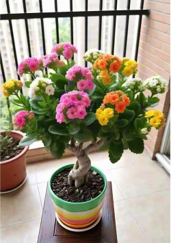 纯净水可以养花吗，了解水质影响，掌握正确方法