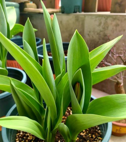 纯净水可以养花吗，了解水质影响，掌握正确方法