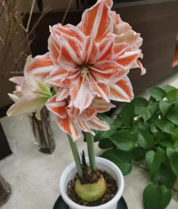 纯净水可以养花吗，了解水质影响，掌握正确方法