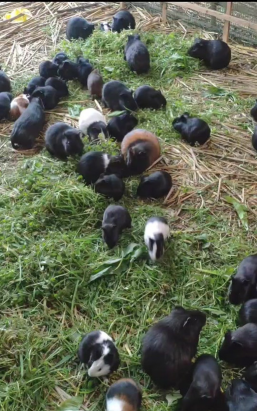 纯净水可以养花吗，了解水质影响，掌握正确方法