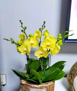 纯净水可以养花吗，了解水质影响，掌握正确方法