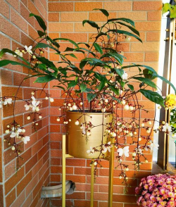 养花的诗句，传递生活情感，点缀日常美好