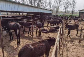 养花的诗句，传递生活情感，点缀日常美好