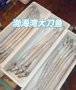 刀鱼能人工养殖吗,技术难点在哪,市场前景如何 刀鱼能人工养殖吗,技术难点在哪,市场前景如何