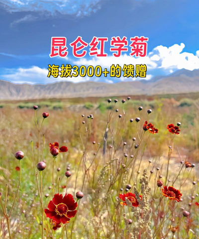 养殖致富新项目，选择方向多，收益潜力大