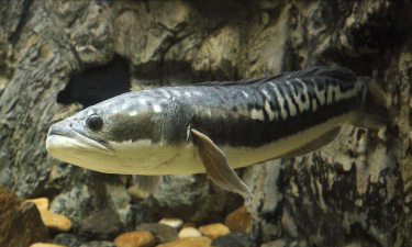 养殖致富新项目，选择方向多，收益潜力大