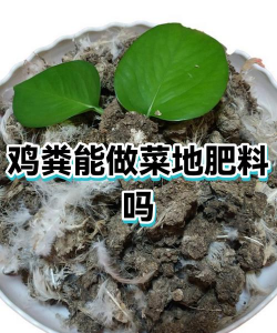 养殖致富新项目，选择方向多，收益潜力大