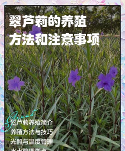 翠芦莉的养殖方法和注意事项，轻松上手，避免常见问题