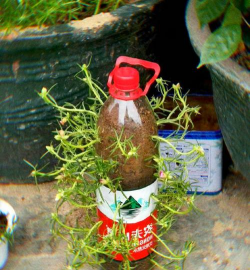 矿泉水可以养花吗，了解水质影响，掌握正确用法