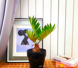 墨西哥铁树养殖方法，轻松掌握技巧，避免常见误区